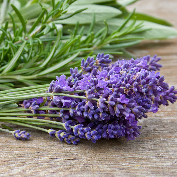 Lavender Sage