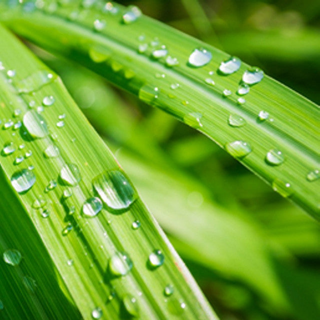 Lemongrass
