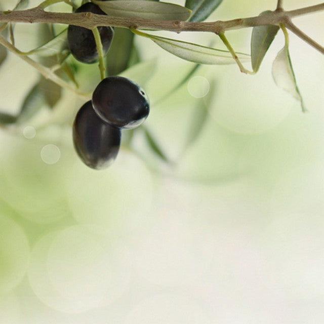 The Olive Branch