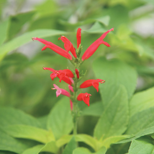 Pineapple Sage